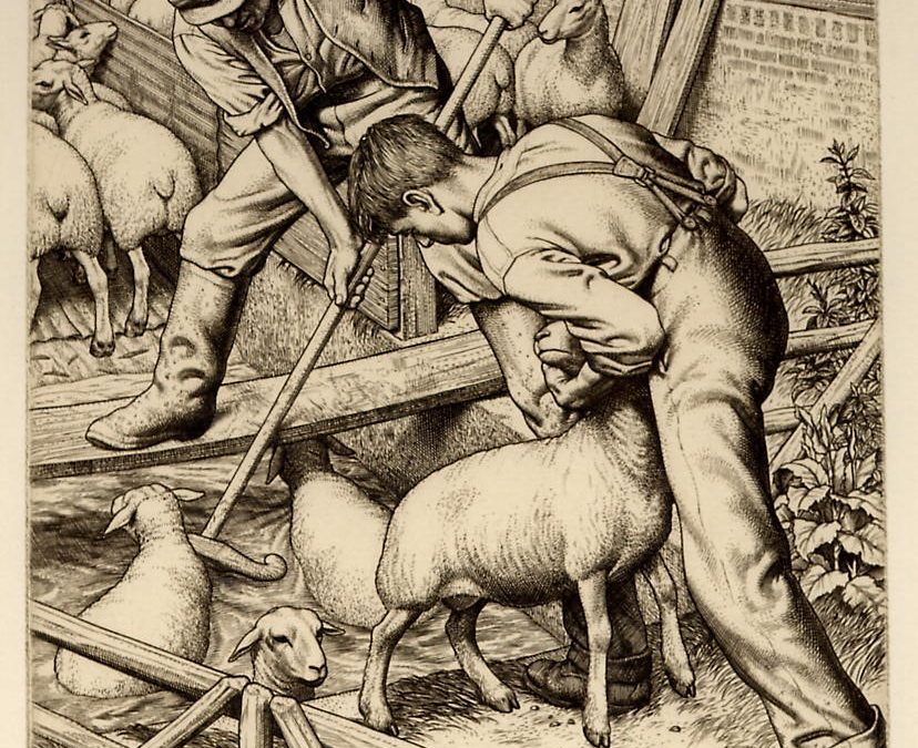 213 Sheep Dipping 1935