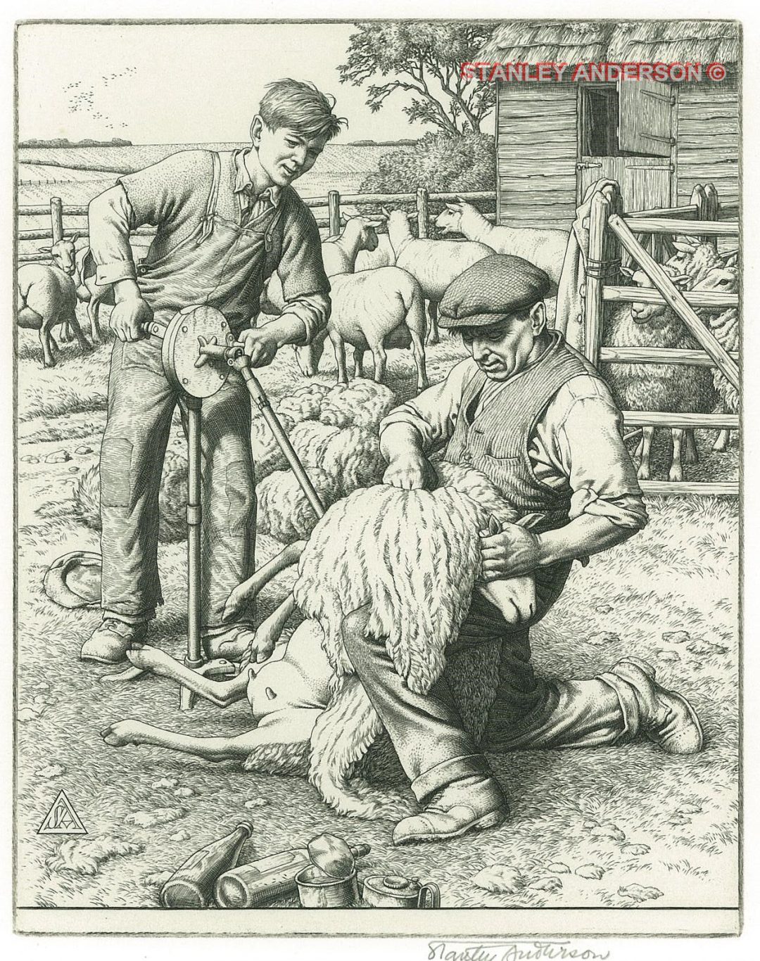 233 Sheep Shearing 1941
