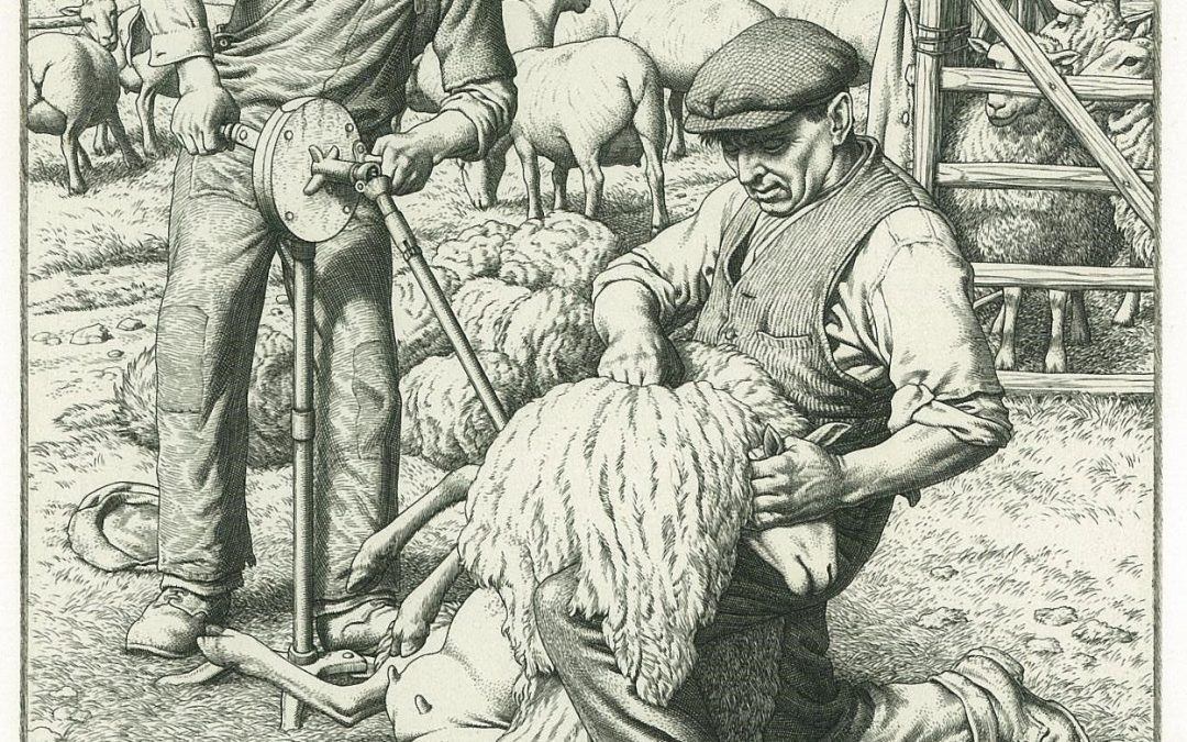 233 Sheep Shearing 1941