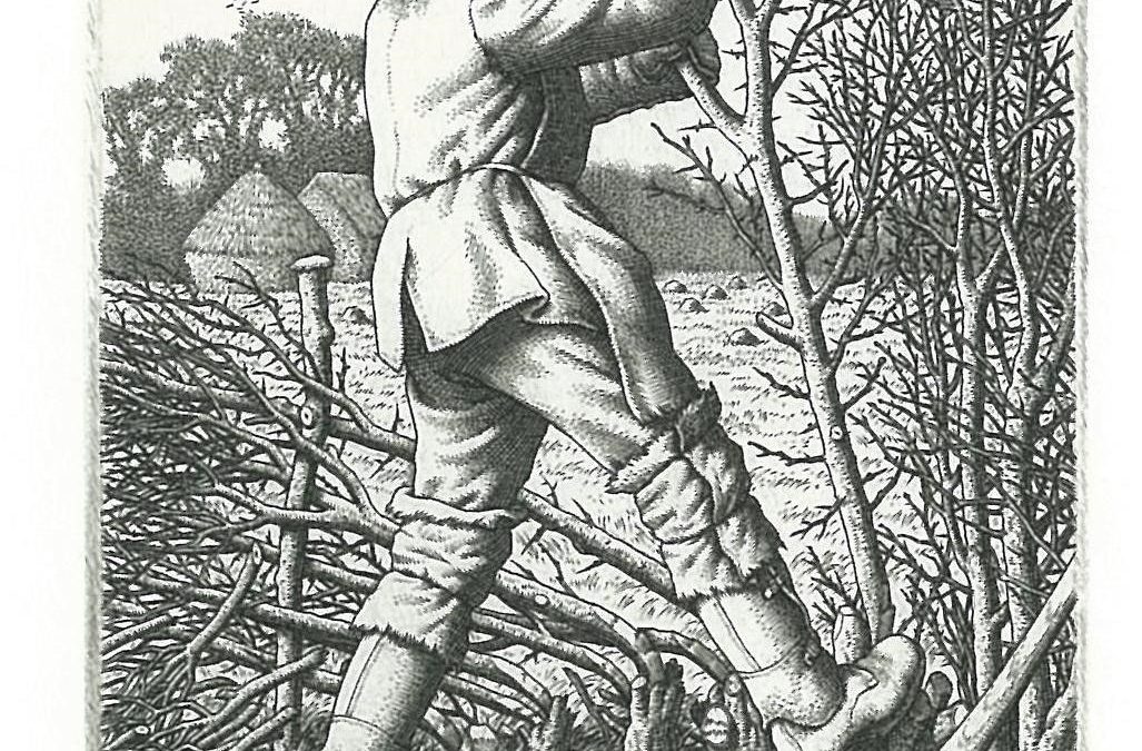 246 Hedge-Laying 1945