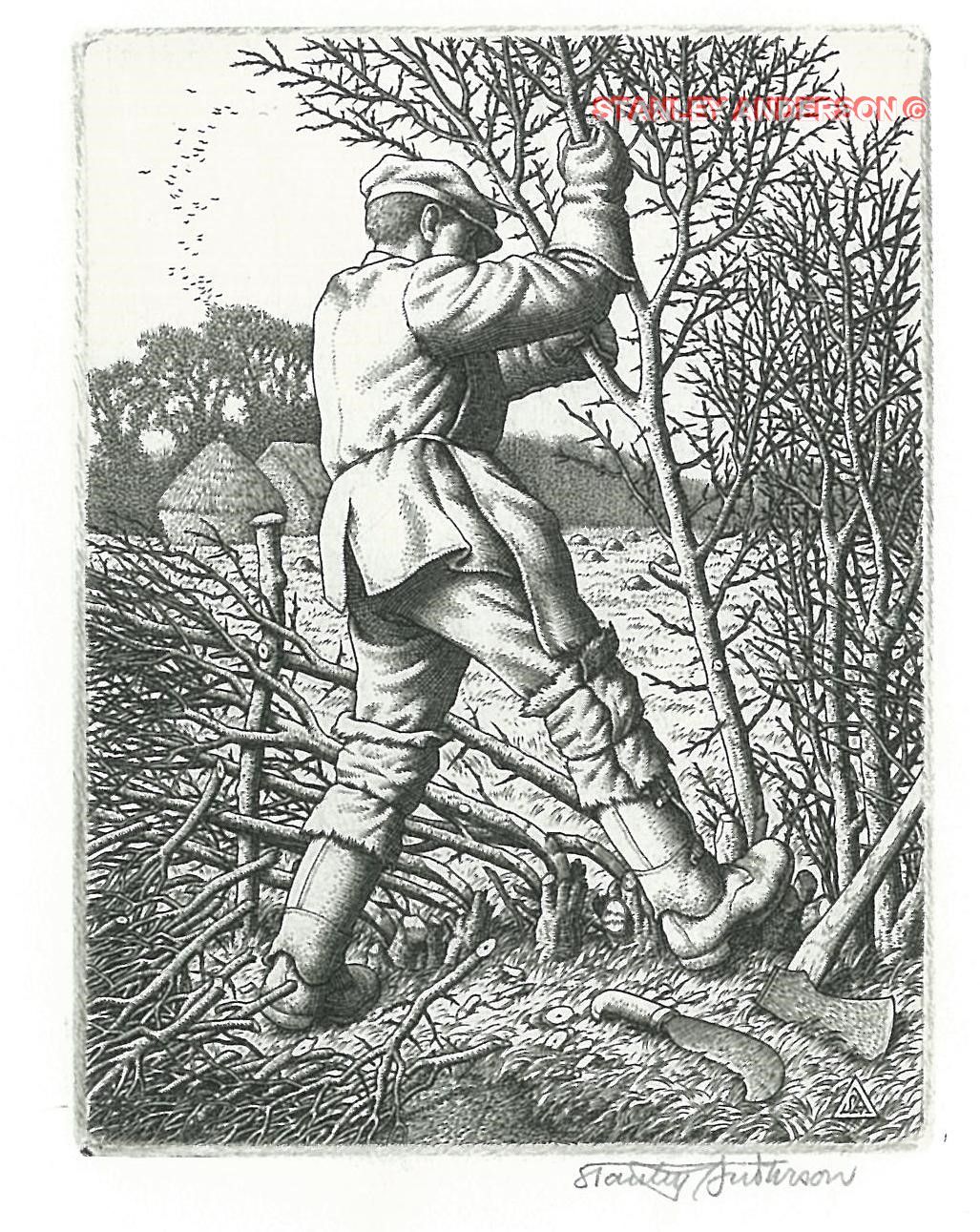 246 Hedge-Laying 1945