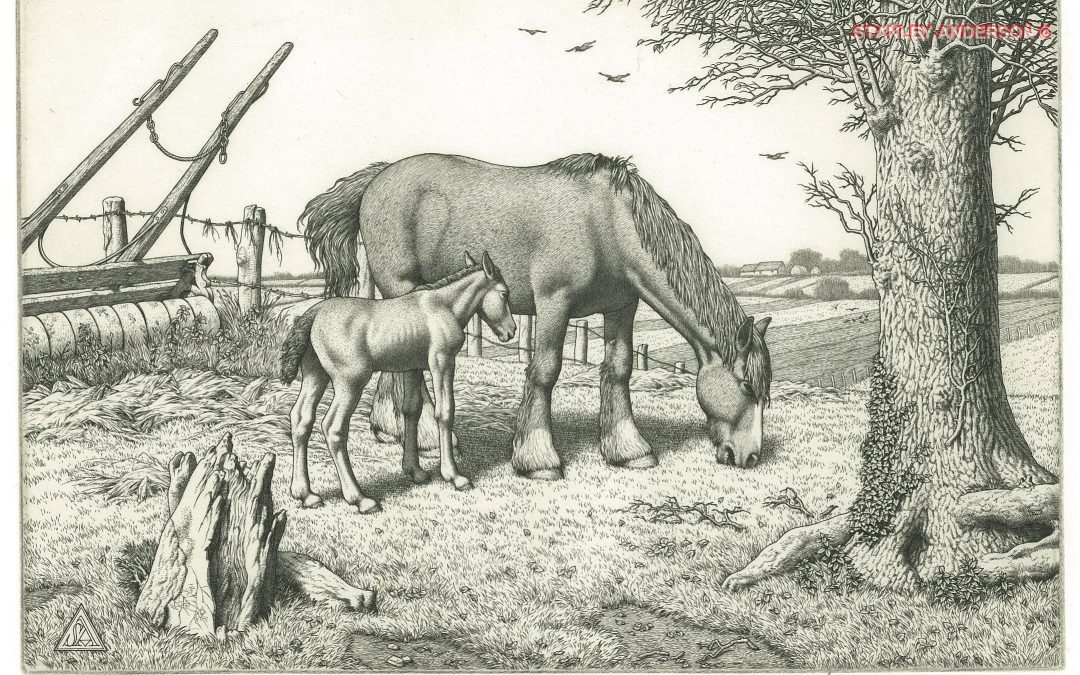 259 Daisy and Her Foal 1952