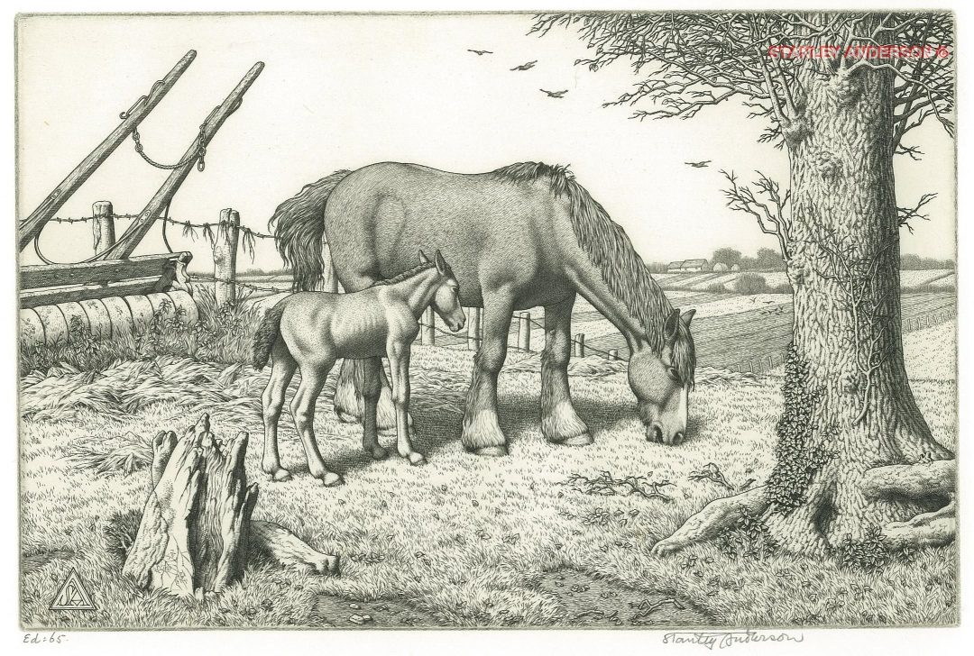 259 Daisy and Her Foal 1952